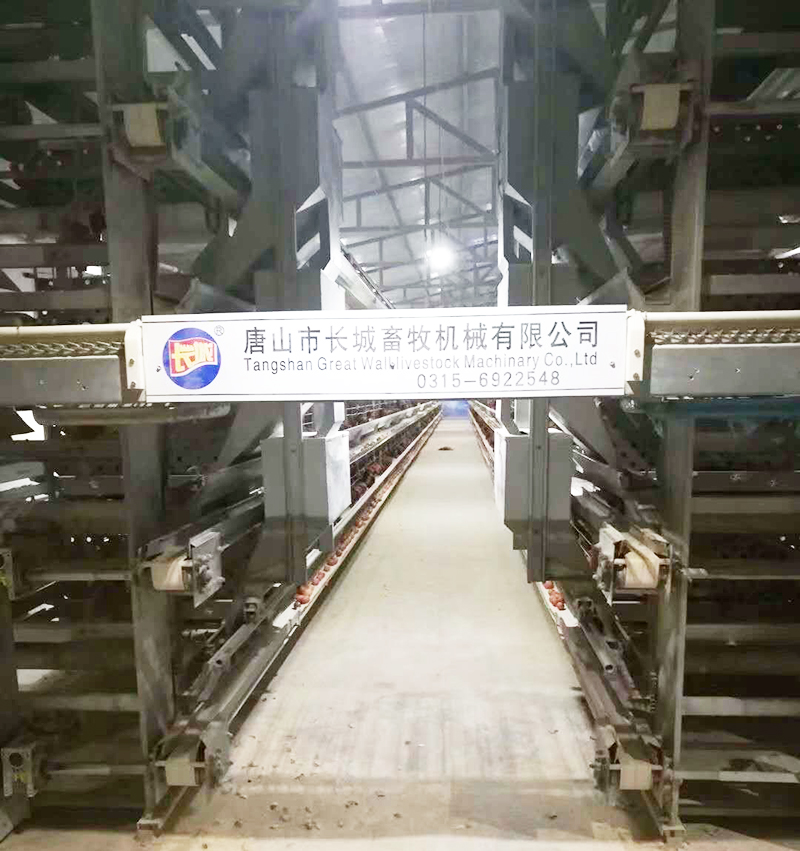 如果您想用自动化设备养蛋鸡，，，，，，，哪些蛋鸡设备是必不可少的？？？？？？