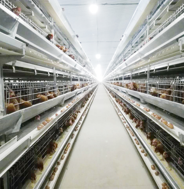 使用全自动养鸡设备养鸡用什么饲料好？？？？？？